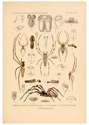 Reproducción/Reproduction 5985265858: American spiders and their spinningwork. V.3 Academy of natural sciences of Philadelphia,1889-93