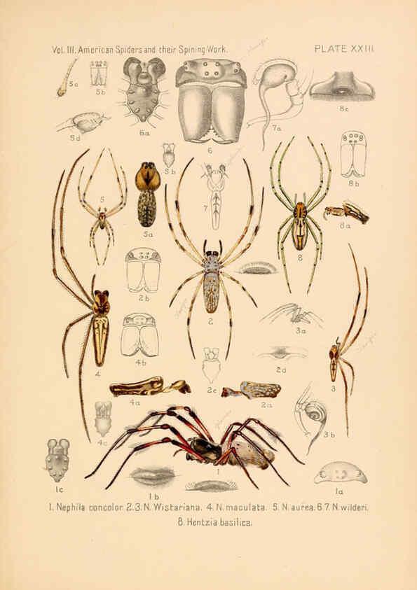 Reproducción/Reproduction 5985265858: American spiders and their spinningwork. V.3 Academy of natural sciences of Philadelphia,1889-93