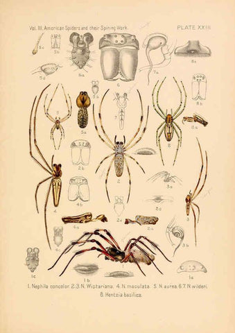 Reproducción/Reproduction 5985265858: American spiders and their spinningwork. V.3 Academy of natural sciences of Philadelphia,1889-93