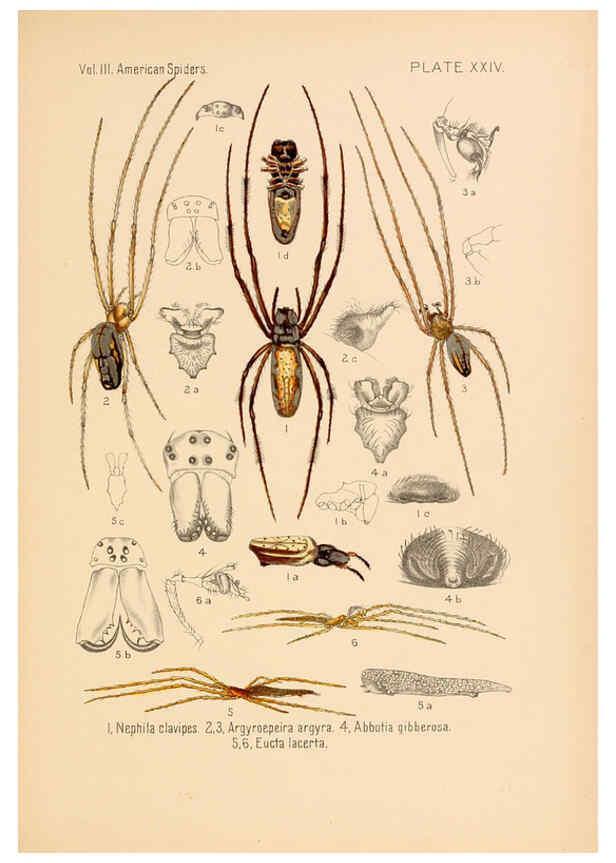 Reproducción/Reproduction 5984702683: American spiders and their spinningwork. V.3 Academy of natural sciences of Philadelphia,1889-93