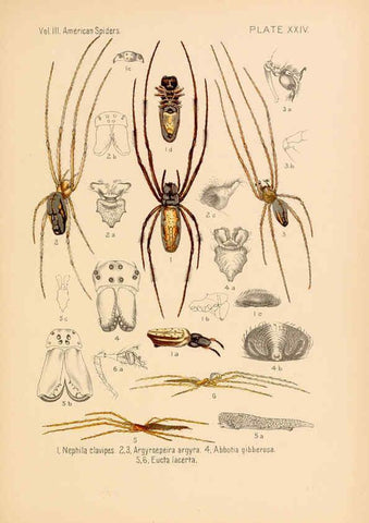 Reproducción/Reproduction 5984702683: American spiders and their spinningwork. V.3 Academy of natural sciences of Philadelphia,1889-93