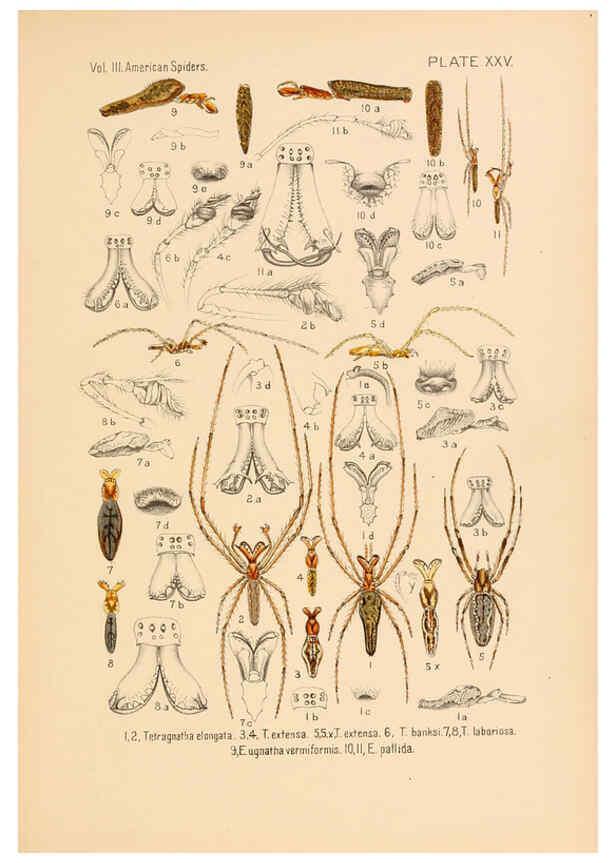 Reproducción/Reproduction 5984702933: American spiders and their spinningwork. V.3 Academy of natural sciences of Philadelphia,1889-93