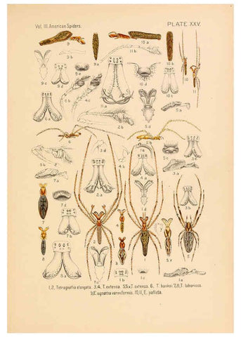 Reproducción/Reproduction 5984702933: American spiders and their spinningwork. V.3 Academy of natural sciences of Philadelphia,1889-93