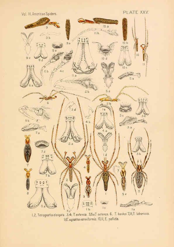 Reproducción/Reproduction 5984702933: American spiders and their spinningwork. V.3 Academy of natural sciences of Philadelphia,1889-93