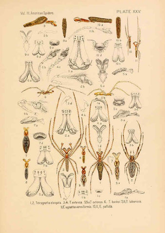Reproducción/Reproduction 5984702933: American spiders and their spinningwork. V.3 Academy of natural sciences of Philadelphia,1889-93