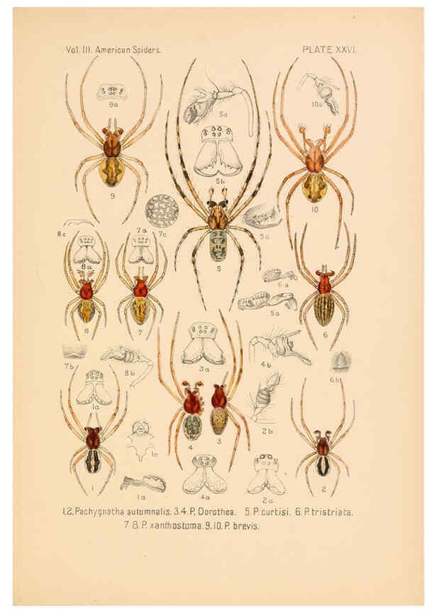 Reproducción/Reproduction 5985266740: American spiders and their spinningwork. V.3 Academy of natural sciences of Philadelphia,1889-93