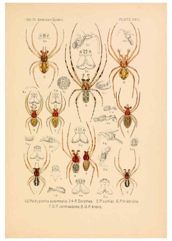 Reproducción/Reproduction 5985266740: American spiders and their spinningwork. V.3 Academy of natural sciences of Philadelphia,1889-93