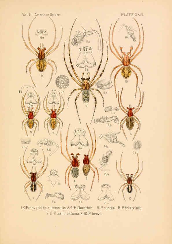 Reproducción/Reproduction 5985266740: American spiders and their spinningwork. V.3 Academy of natural sciences of Philadelphia,1889-93