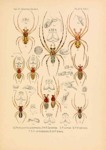 Reproducción/Reproduction 5985266740: American spiders and their spinningwork. V.3 Academy of natural sciences of Philadelphia,1889-93