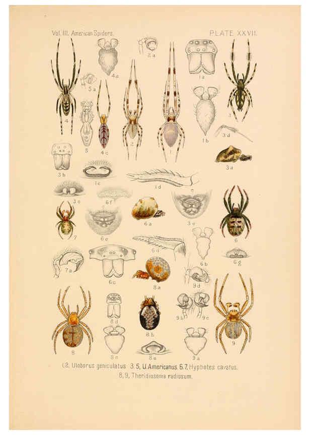 Reproducción/Reproduction 5985266984: American spiders and their spinningwork. V.3 Academy of natural sciences of Philadelphia,1889-93