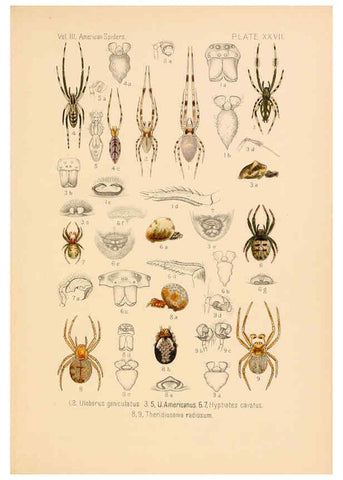 Reproducción/Reproduction 5985266984: American spiders and their spinningwork. V.3 Academy of natural sciences of Philadelphia,1889-93