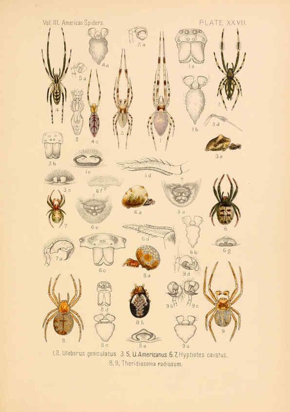 Reproducción/Reproduction 5985266984: American spiders and their spinningwork. V.3 Academy of natural sciences of Philadelphia,1889-93