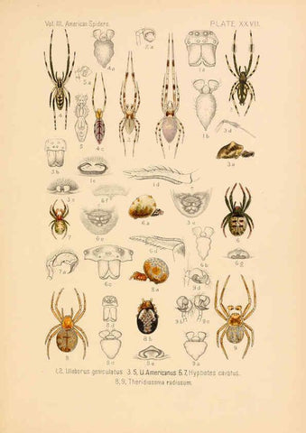 Reproducción/Reproduction 5985266984: American spiders and their spinningwork. V.3 Academy of natural sciences of Philadelphia,1889-93