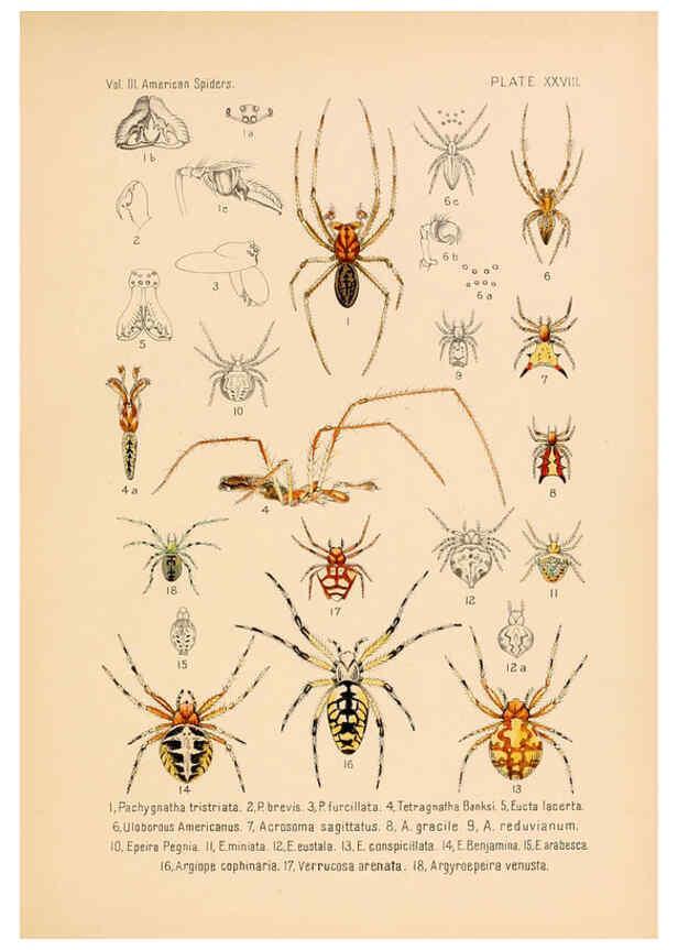 Reproducción/Reproduction 5984703729: American spiders and their spinningwork. V.3 Academy of natural sciences of Philadelphia,1889-93