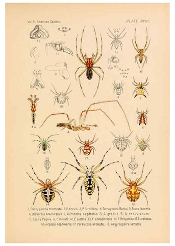 Reproducción/Reproduction 5984703729: American spiders and their spinningwork. V.3 Academy of natural sciences of Philadelphia,1889-93