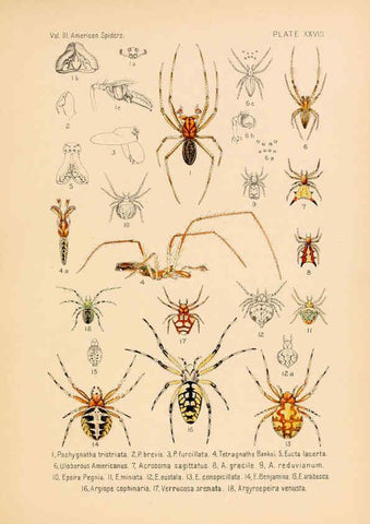 Reproducción/Reproduction 5984703729: American spiders and their spinningwork. V.3 Academy of natural sciences of Philadelphia,1889-93