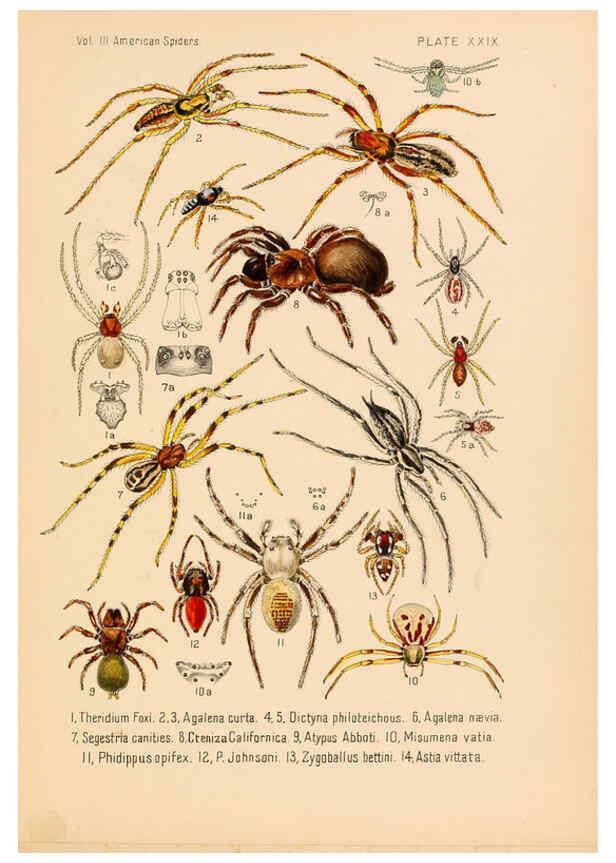 Reproducción/Reproduction 5985267638: American spiders and their spinningwork. V.3 Academy of natural sciences of Philadelphia,1889-93