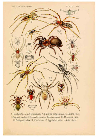Reproducción/Reproduction 5985267638: American spiders and their spinningwork. V.3 Academy of natural sciences of Philadelphia,1889-93