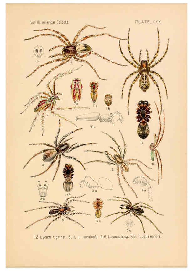 Reproducción/Reproduction 5985267912: American spiders and their spinningwork. V.3 Academy of natural sciences of Philadelphia,1889-93