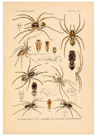 Reproducción/Reproduction 5985267912: American spiders and their spinningwork. V.3 Academy of natural sciences of Philadelphia,1889-93
