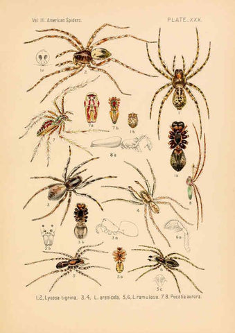 Reproducción/Reproduction 5985267912: American spiders and their spinningwork. V.3 Academy of natural sciences of Philadelphia,1889-93