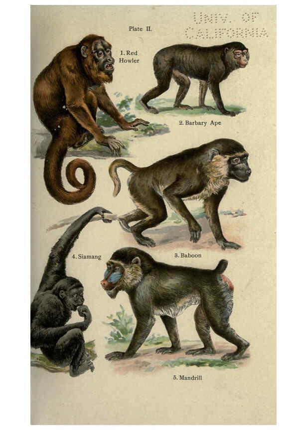 Reproducción/Reproduction 5985361246: The handy natural history Boston,R.G. Badger, The Gorham press,1910