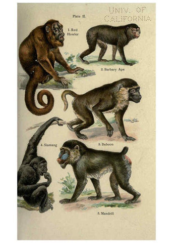 Reproducción/Reproduction 5985361246: The handy natural history Boston,R.G. Badger, The Gorham press,1910