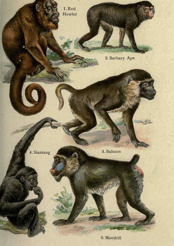 Reproducción/Reproduction 5985361246: The handy natural history Boston,R.G. Badger, The Gorham press,1910