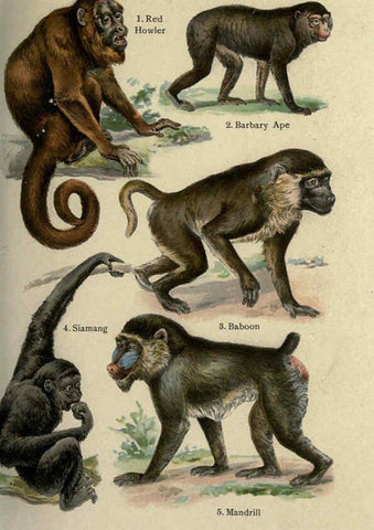 Reproducción/Reproduction 5985361246: The handy natural history Boston,R.G. Badger, The Gorham press,1910