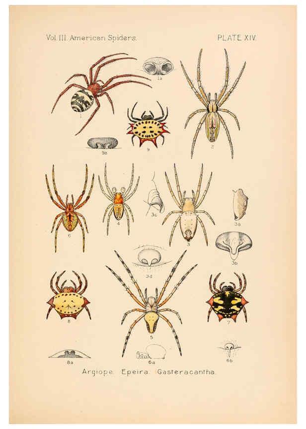Reproducción/Reproduction 5984699451: American spiders and their spinningwork. V.3 Academy of natural sciences of Philadelphia,1889-93