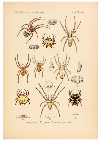 Reproducción/Reproduction 5984699451: American spiders and their spinningwork. V.3 Academy of natural sciences of Philadelphia,1889-93