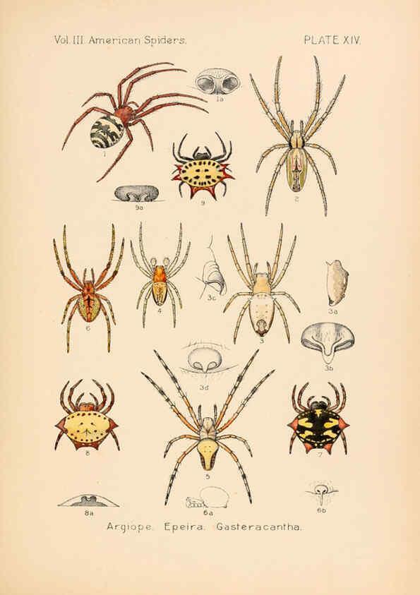 Reproducción/Reproduction 5984699451: American spiders and their spinningwork. V.3 Academy of natural sciences of Philadelphia,1889-93