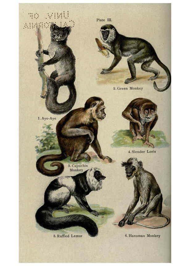 Reproducción/Reproduction 5985361456: The handy natural history Boston,R.G. Badger, The Gorham press,1910