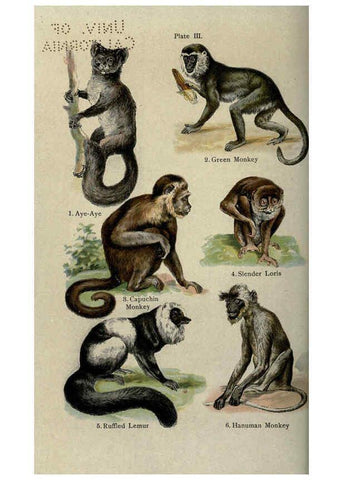 Reproducción/Reproduction 5985361456: The handy natural history Boston,R.G. Badger, The Gorham press,1910