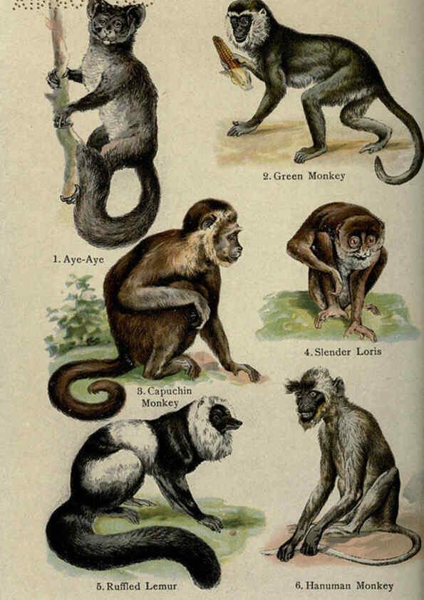 Reproducción/Reproduction 5985361456: The handy natural history Boston,R.G. Badger, The Gorham press,1910