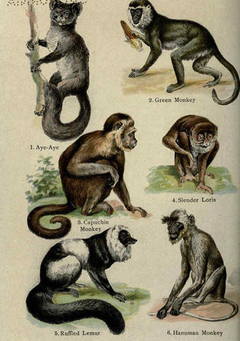 Reproducción/Reproduction 5985361456: The handy natural history Boston,R.G. Badger, The Gorham press,1910