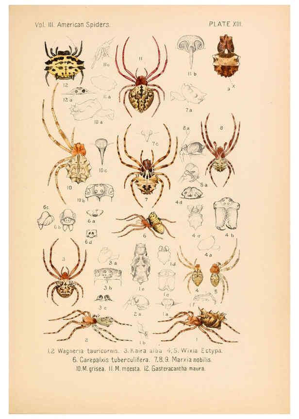Reproducción/Reproduction 5985262438: American spiders and their spinningwork. V.3 Academy of natural sciences of Philadelphia,1889-93