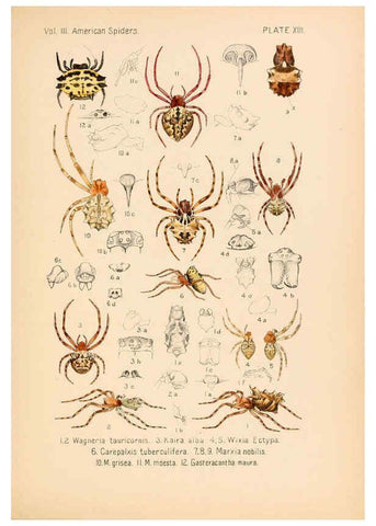 Reproducción/Reproduction 5985262438: American spiders and their spinningwork. V.3 Academy of natural sciences of Philadelphia,1889-93