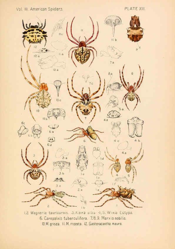 Reproducción/Reproduction 5985262438: American spiders and their spinningwork. V.3 Academy of natural sciences of Philadelphia,1889-93