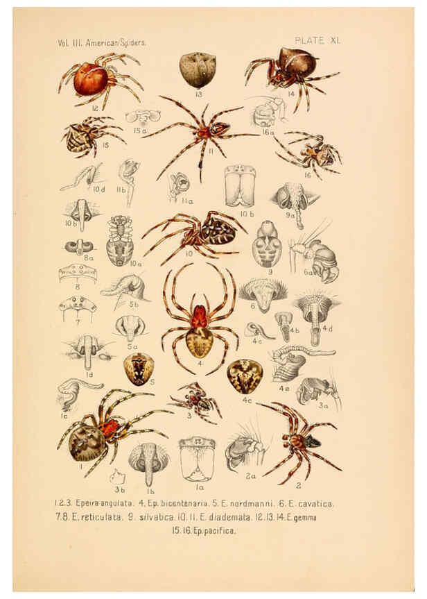 Reproducción/Reproduction 5985254750: American spiders and their spinningwork. V.3 Academy of natural sciences of Philadelphia,1889-93