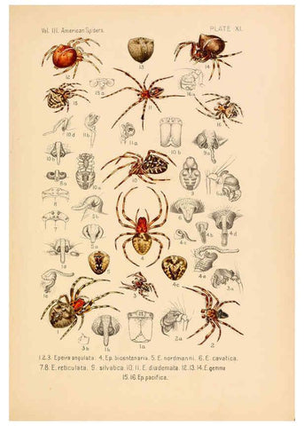 Reproducción/Reproduction 5985254750: American spiders and their spinningwork. V.3 Academy of natural sciences of Philadelphia,1889-93