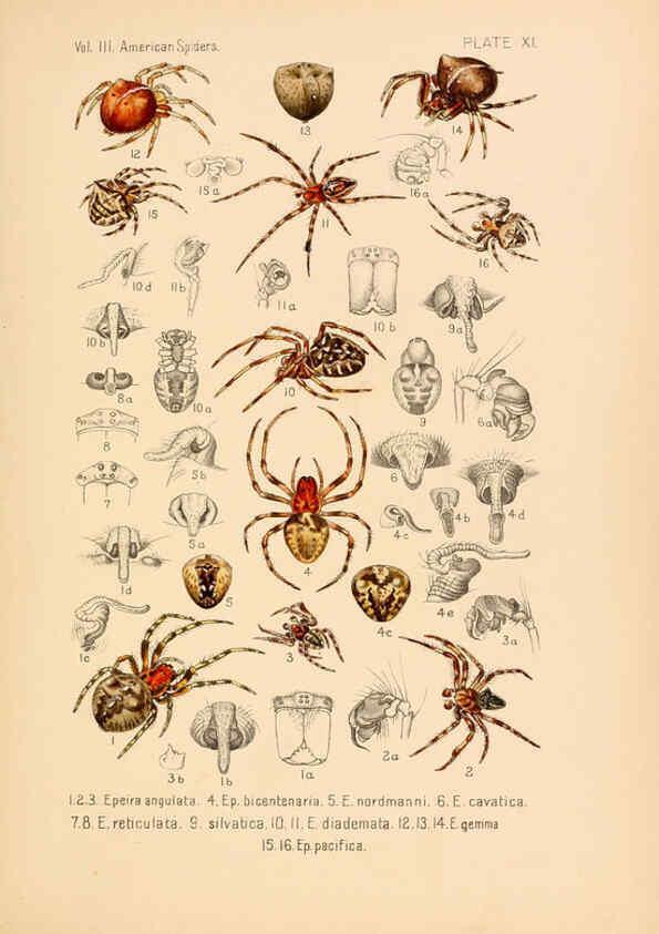 Reproducción/Reproduction 5985254750: American spiders and their spinningwork. V.3 Academy of natural sciences of Philadelphia,1889-93