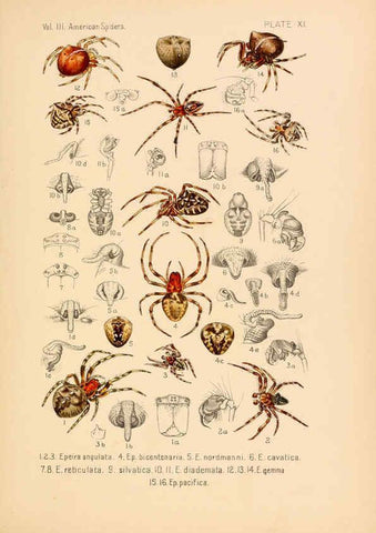Reproducción/Reproduction 5985254750: American spiders and their spinningwork. V.3 Academy of natural sciences of Philadelphia,1889-93