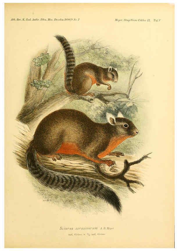 Reproducción/Reproduction 5984633949: Säugethiere vom Celebes- und Philippinen-Archipel, 1-2. Berlin :R. Friedländer & sohn,1896-9