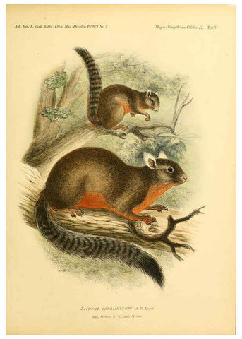 Reproducción/Reproduction 5984633949: Säugethiere vom Celebes- und Philippinen-Archipel, 1-2. Berlin :R. Friedländer & sohn,1896-9