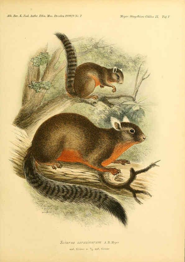 Reproducción/Reproduction 5984633949: Säugethiere vom Celebes- und Philippinen-Archipel, 1-2. Berlin :R. Friedländer & sohn,1896-9