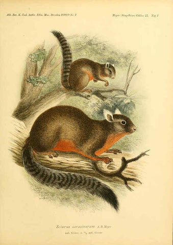 Reproducción/Reproduction 5984633949: Säugethiere vom Celebes- und Philippinen-Archipel, 1-2. Berlin :R. Friedländer & sohn,1896-9