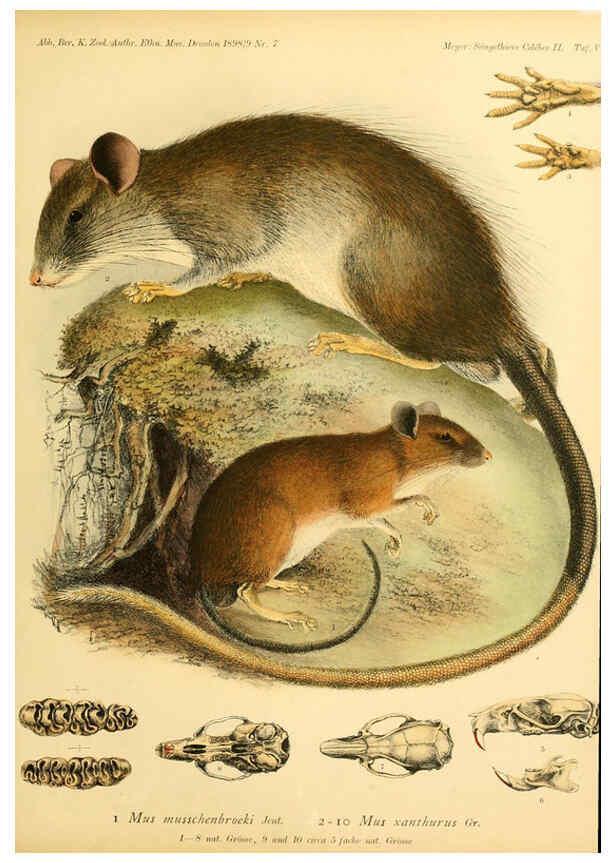 Reproducción/Reproduction 5984634185: Säugethiere vom Celebes- und Philippinen-Archipel, 1-2. Berlin :R. Friedländer & sohn,1896-9
