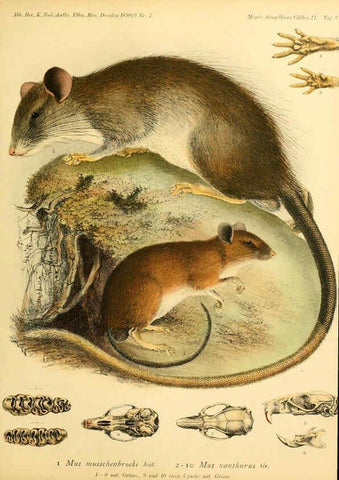 Reproducción/Reproduction 5984634185: Säugethiere vom Celebes- und Philippinen-Archipel, 1-2. Berlin :R. Friedländer & sohn,1896-9