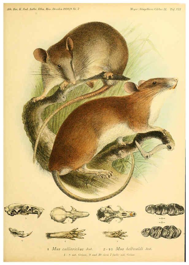 Reproducción/Reproduction 5984634459: Säugethiere vom Celebes- und Philippinen-Archipel, 1-2. Berlin :R. Friedländer & sohn,1896-9